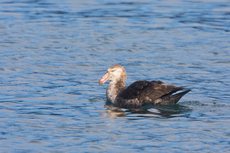 Southern Giant Petrel Swimming